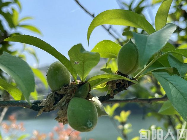 神河八景 文/李明清(图2) 插图4.jpg