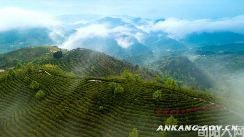 安康市将举办2024年“国际茶日”活动