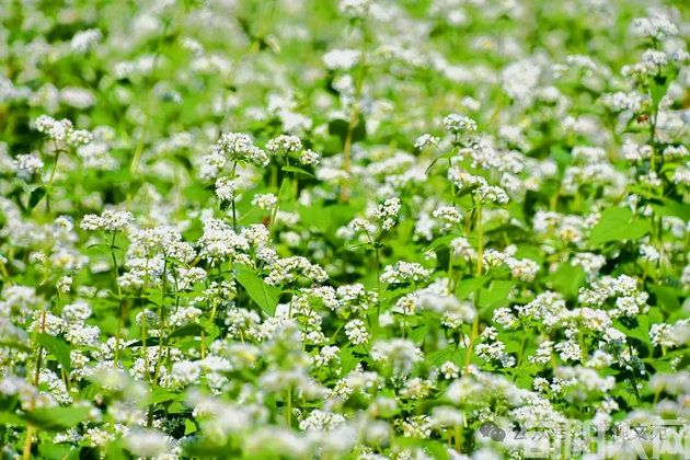 荞麦花开.jpg