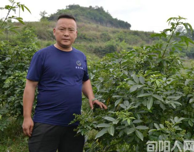 王湖冬:以园区为载体,提升花椒产业发展质量、 促农增收显成效(图2) 花椒3.jpg