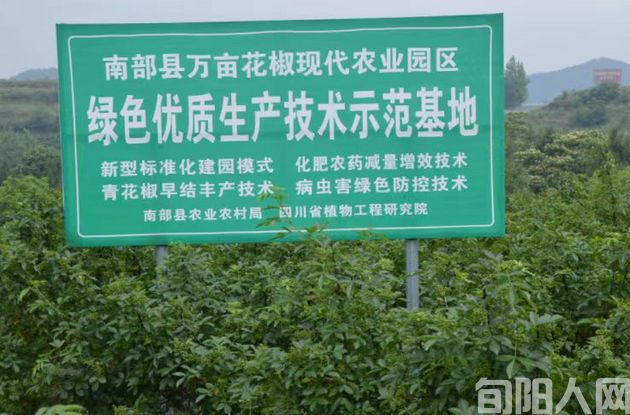 王湖冬:以园区为载体,提升花椒产业发展质量、 促农增收显成效(图1) 花椒2.jpg