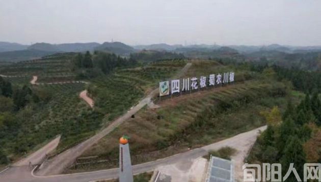 王湖冬:以园区为载体,提升花椒产业发展质量、 促农增收显成效(图4) 花椒4.jpg