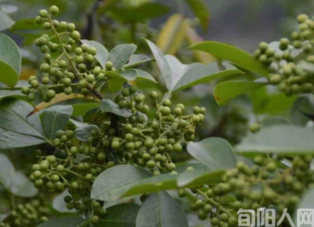 王湖冬:以园区为载体,提升花椒产业发展质量、 促农增收显成效(图3) 花椒1.jpg