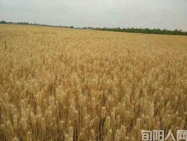 麦场.jpg