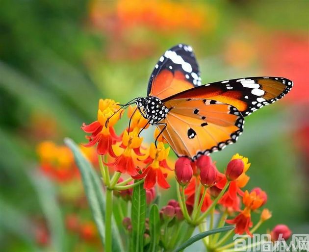 蝴蝶.jpeg