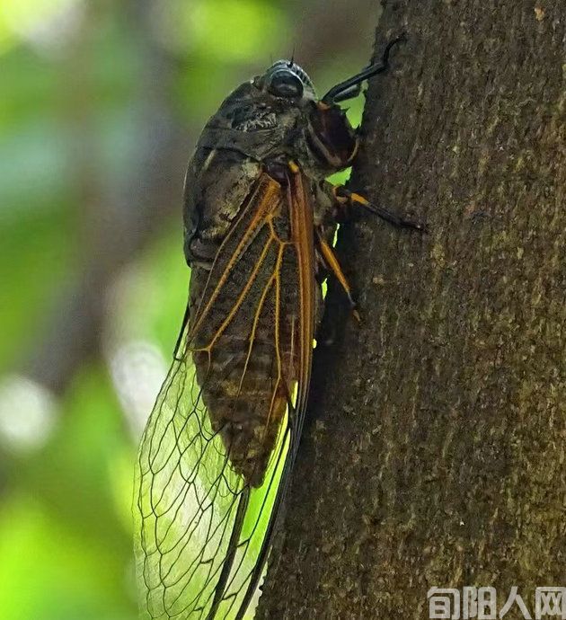 蝉鸣.jpg