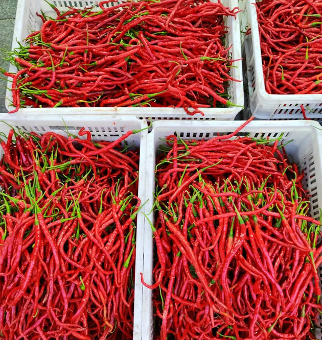 辣椒.jpg