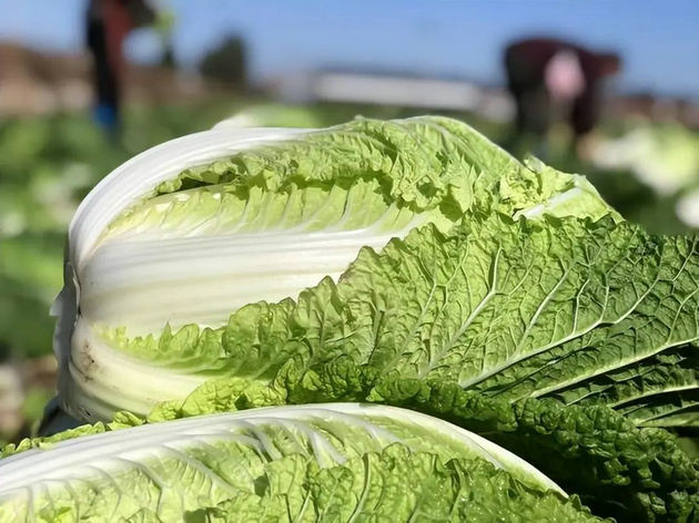 白菜.jpg