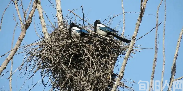 老屋和老槐树上的喜鹊窝 文/柯建文(图1) 喜鹊.png