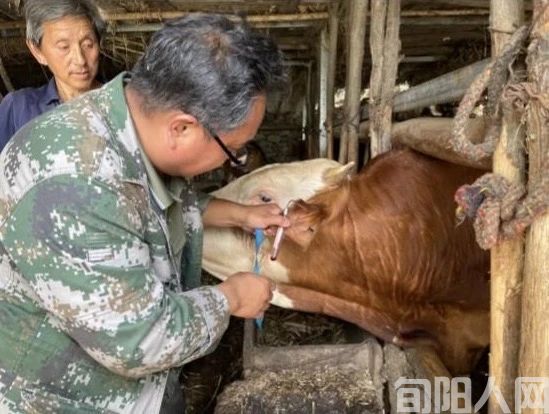 陕西旬阳市蜀河镇：畜牧产业焕发新活力   助推乡村产业振兴