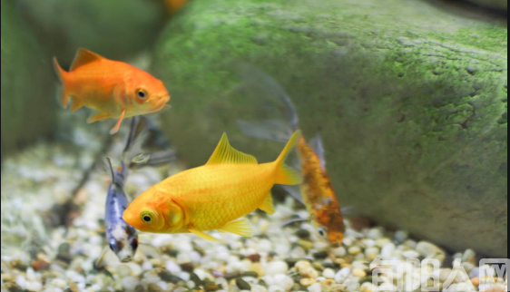 一条小鱼的一生           文/戴翠雯