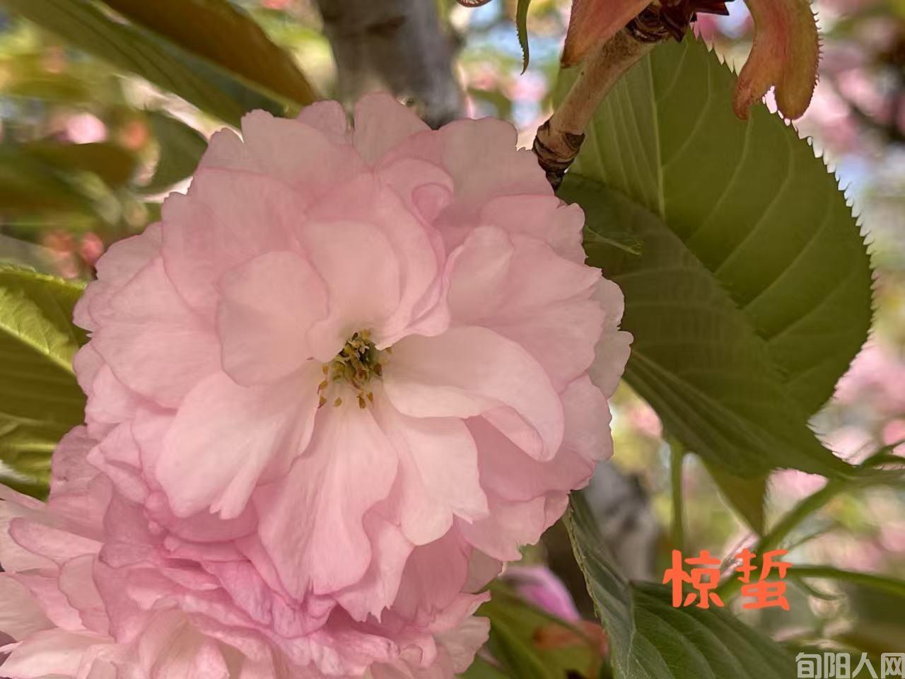 《惊蛰、春日与梦：诗意三章》    文/李明清