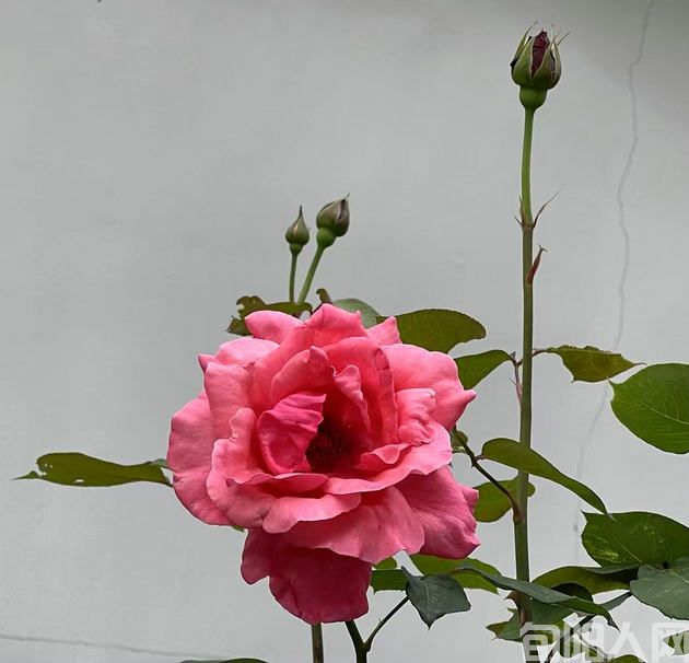 致每一位闪耀的她 文/张明(图1) 月季花.jpg