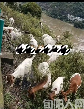 桐皮沟的牧羊人 文/黎光菊(图2) 2.jpg