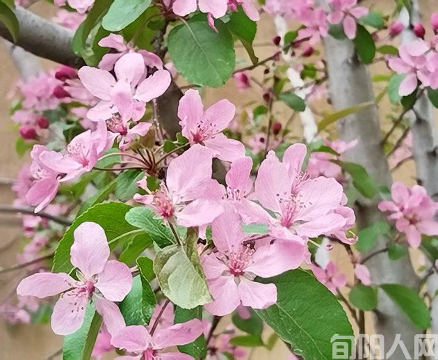 李明清:清明雨霁思亲吟(图1) 桃花.jpg