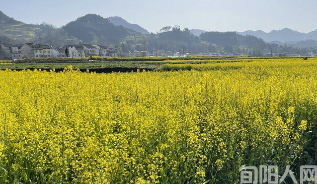  张根劳：油菜花之恋