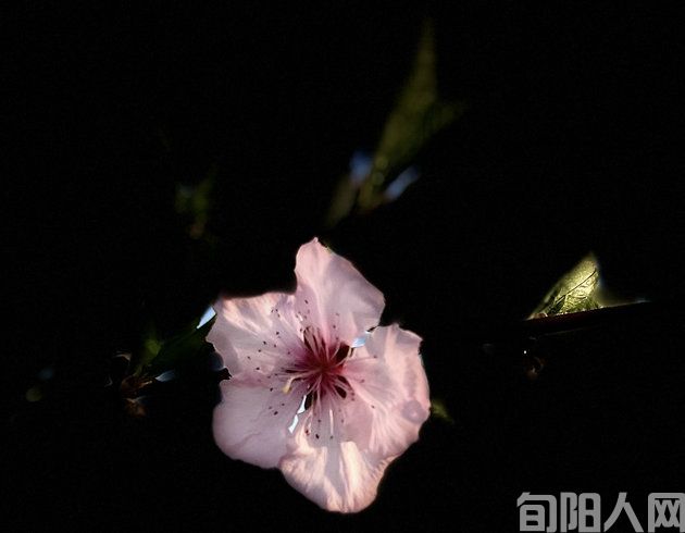 杨树森：初夏的味道（诗歌） 