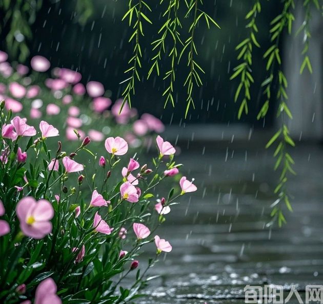 半夏拾光集：春色都从雨里过