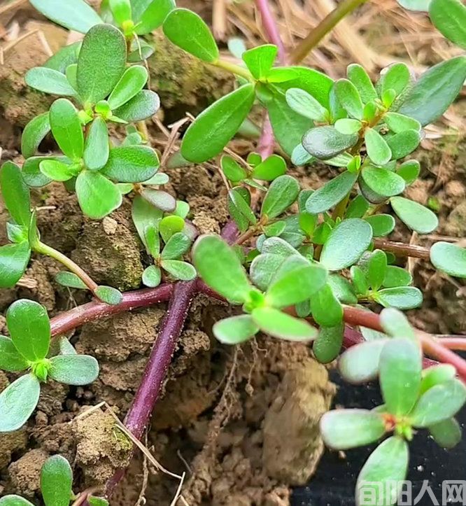 马齿菜里裹亲情   文/张明