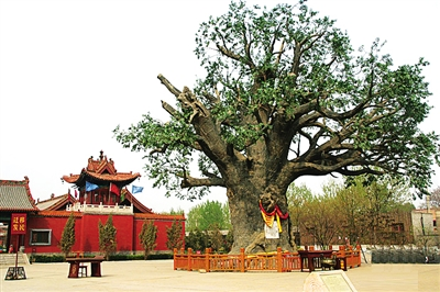 天下杨氏一家亲