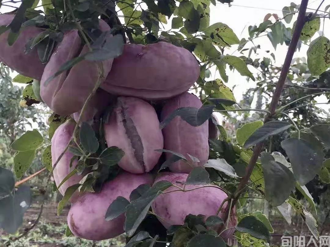 旬阳《奇珍异果八月炸》你品尝了没(图4) ac01731cf0e442a692fb916d94b9a15e.jpeg