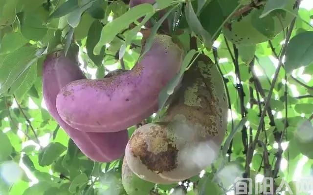 旬阳《奇珍异果八月炸》你品尝了没(图5) 7fd4962f804c4754bc55e4ebc71b7f4e.jpeg
